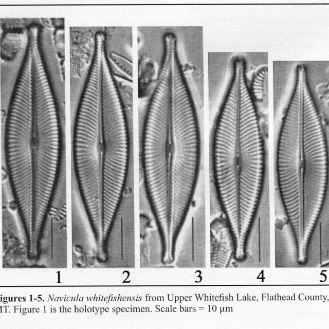 Navicula Whitefishensis Origimag004