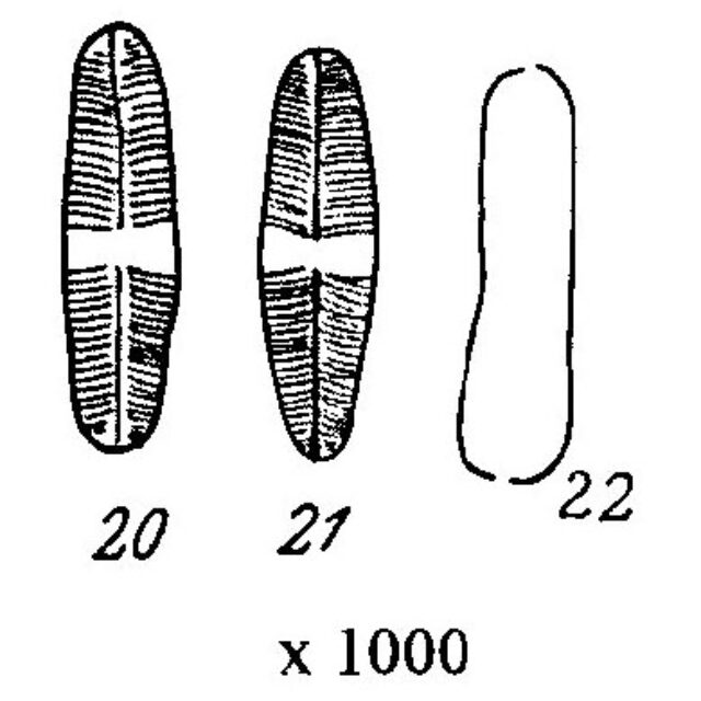 Naviculasoodensis Origimag010