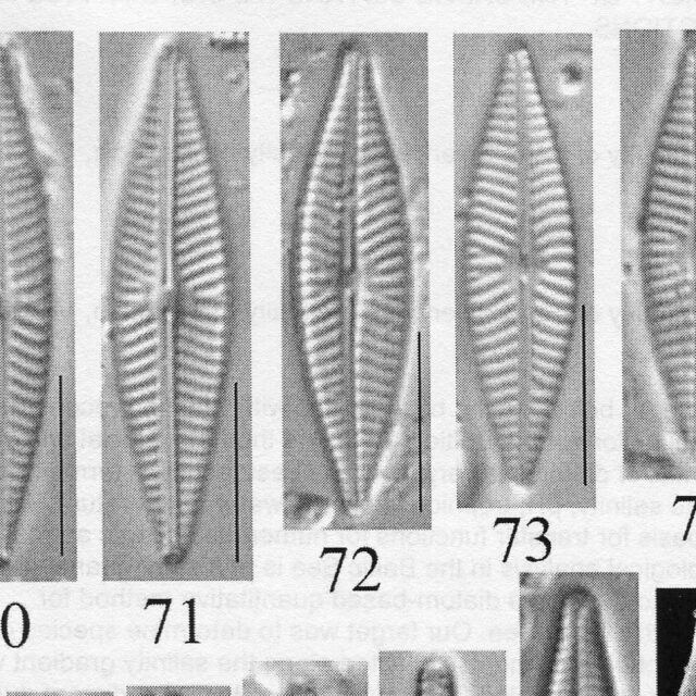 Naviculasupleeorum Origimag007