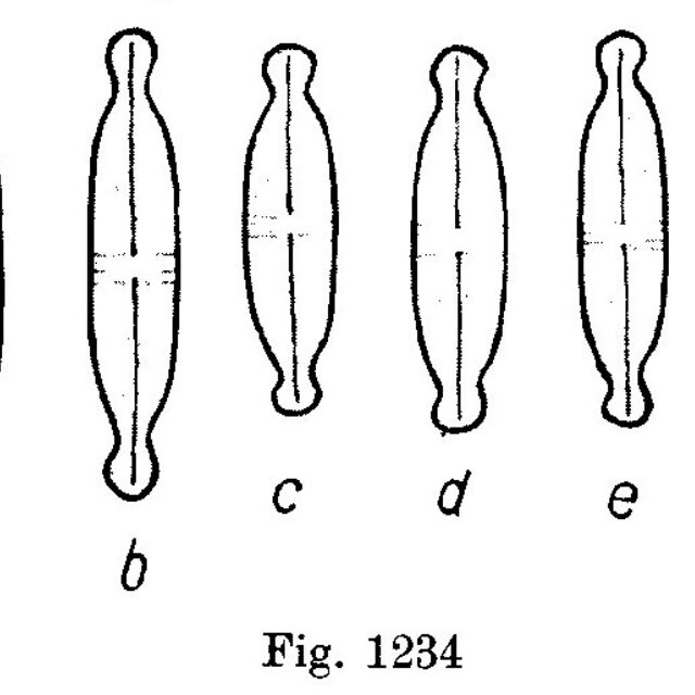 Naviculatenuicephala Origimag001