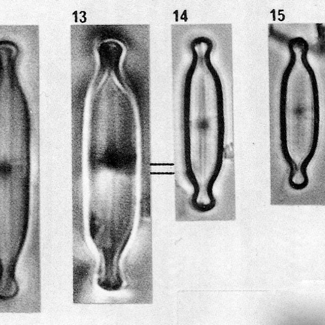 Naviculatenuicephala Origimag002