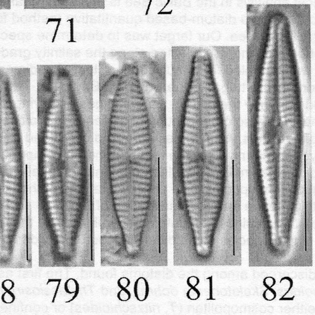 Naviculatrilatera Origimag006