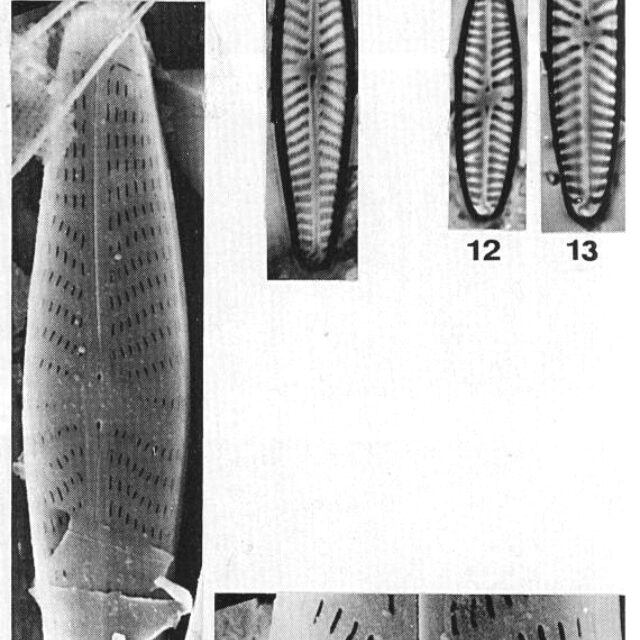 Navseibig Origimag