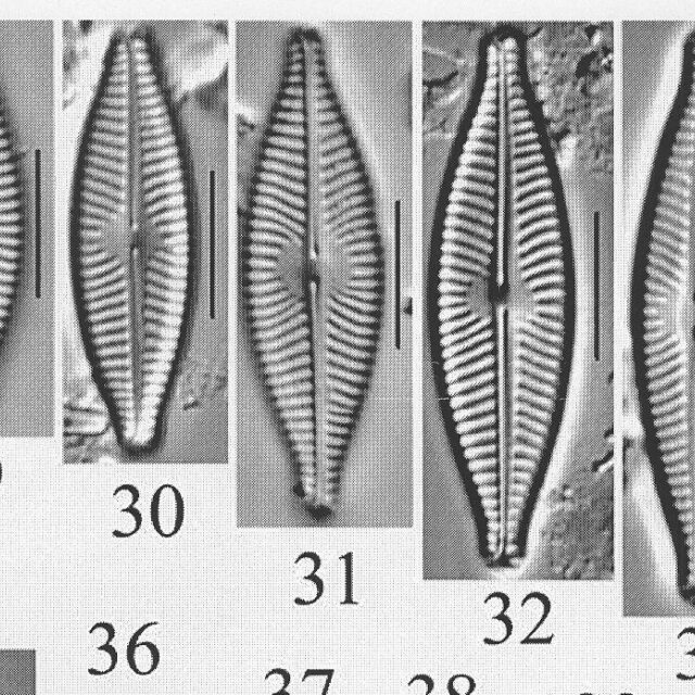 Ncaroliniae Origimag1