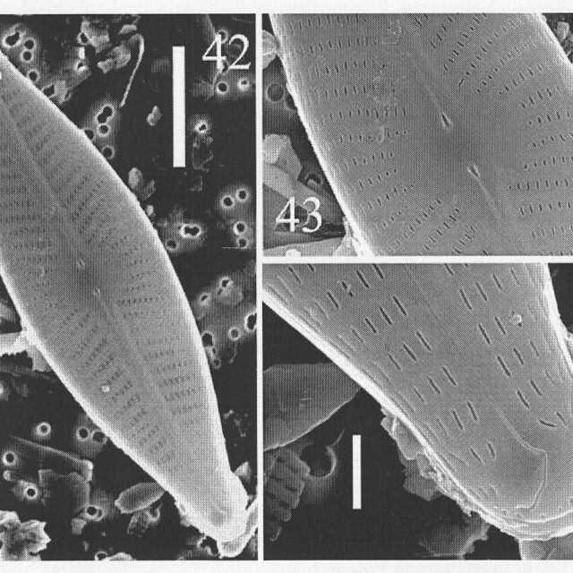 Ncaroliniae Origimag2