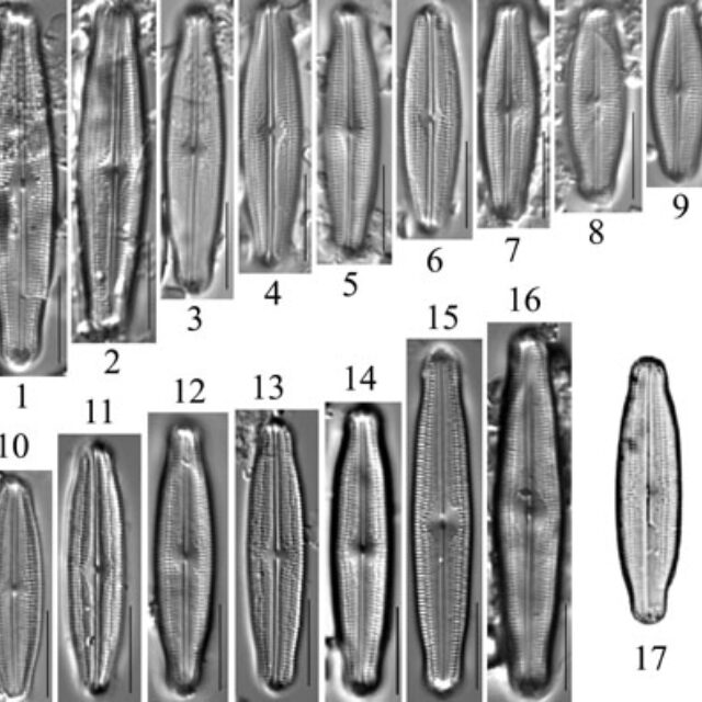 Neidiopsis  Bahls  Figures 1 17