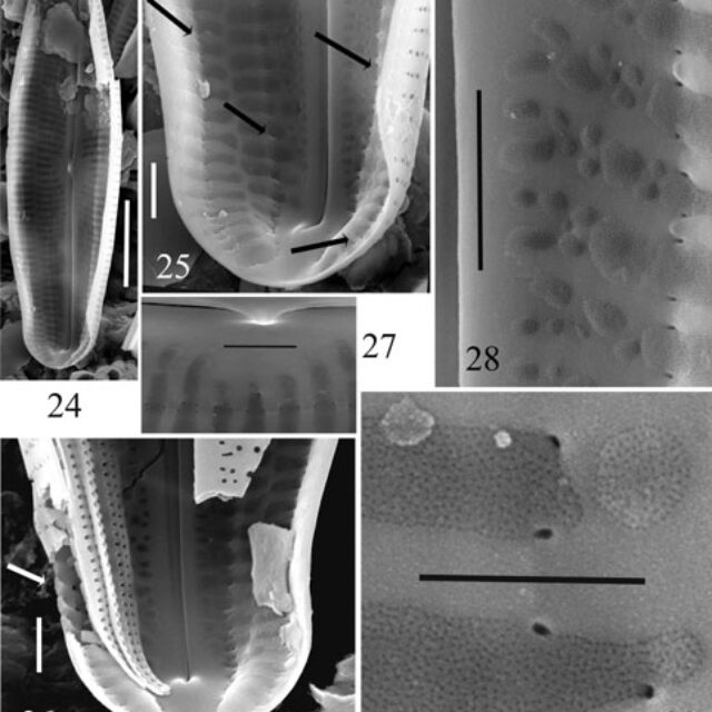 Neidiopsis  Bahls  Figures 24 29