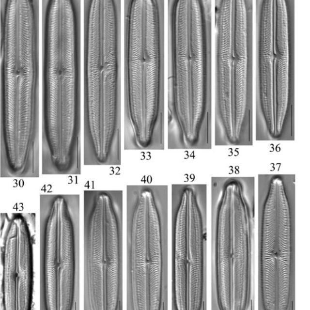 Neidiopsis  Bahls  Figures 30 43