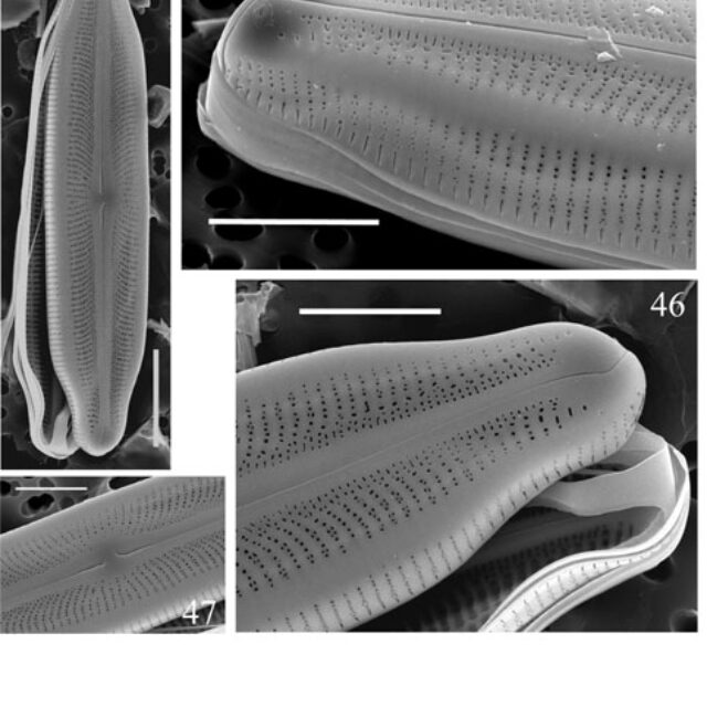 Neidiopsis  Bahls  Figures 44 47