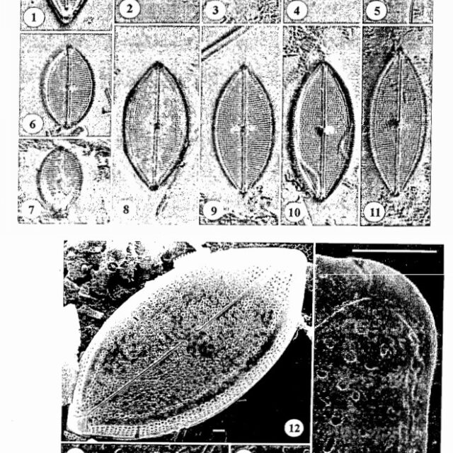 Neidium Pseudodensestriatum Orig Illus