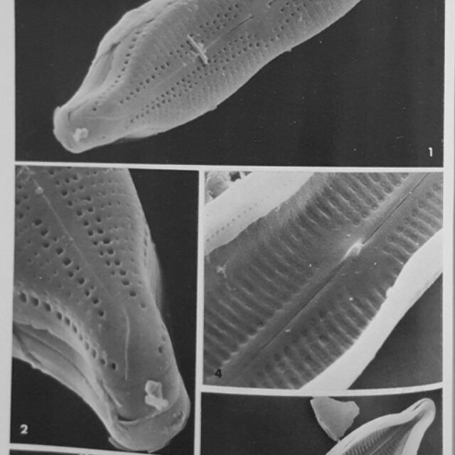 Neidium Binodeforme  Krammer  Sem