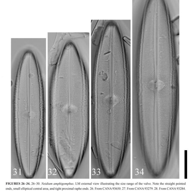 Neidium fossum original LM Scale Bar 20µm with caption