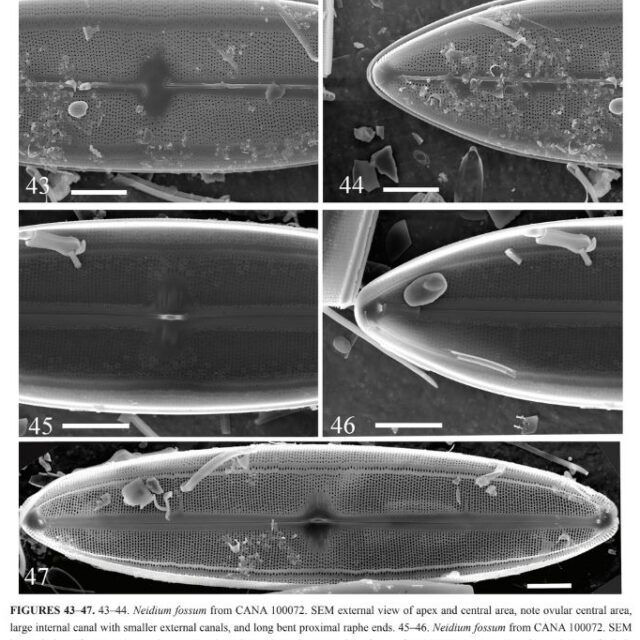 Neidium fossum original SEM