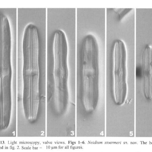 Neidium stoermeri original LMs