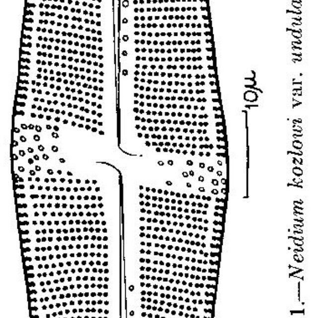 Neidiumokobojii Origimag