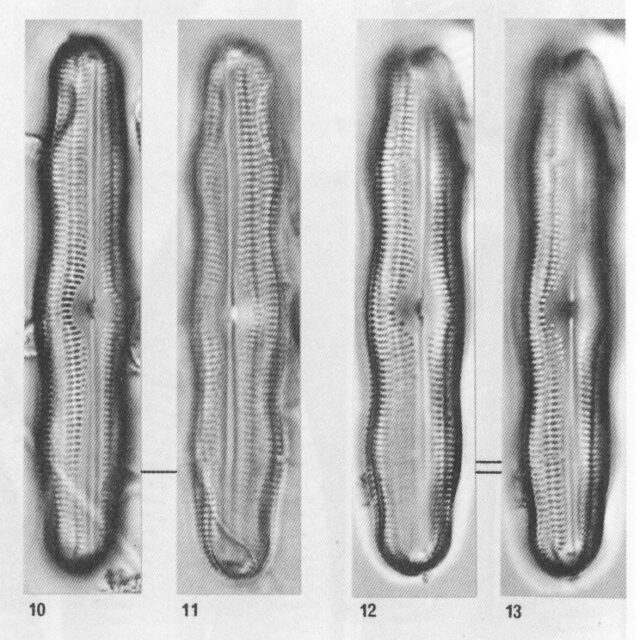 Nelevander Origimag2