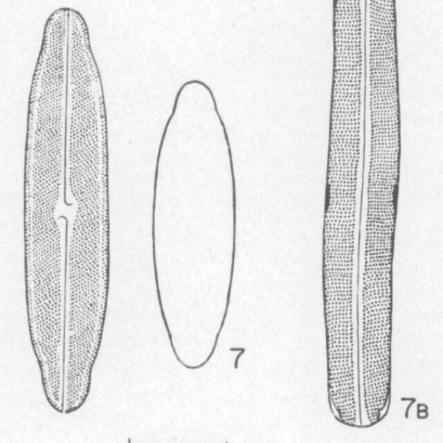 Nhercynicum Subrostratum  Orig Ill