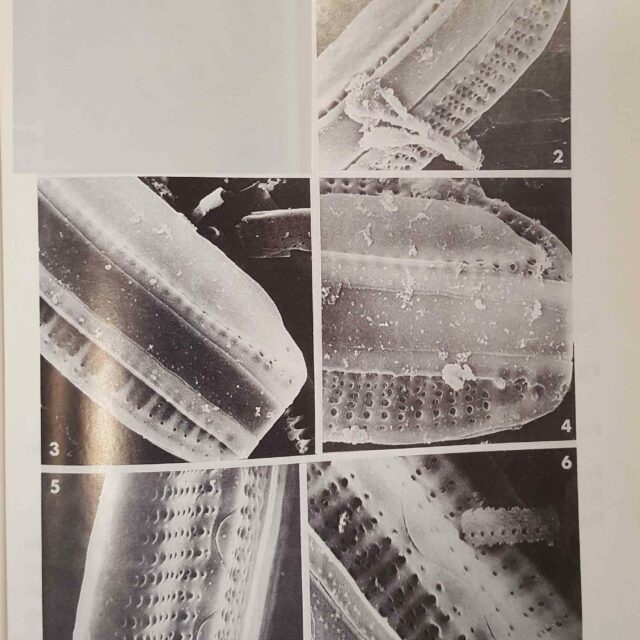 Nitzschia Serpentiraphe Orig Illus 01