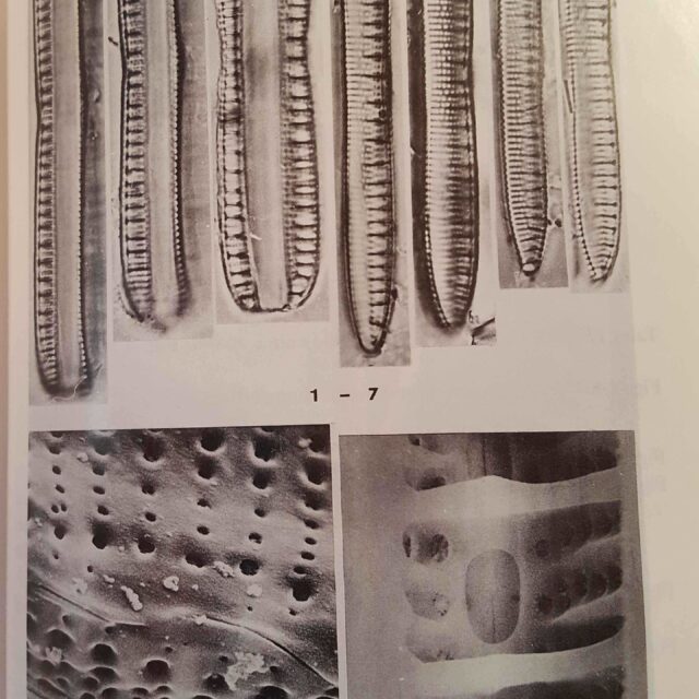 Nitzschia Serpentiraphe Orig Illus 02