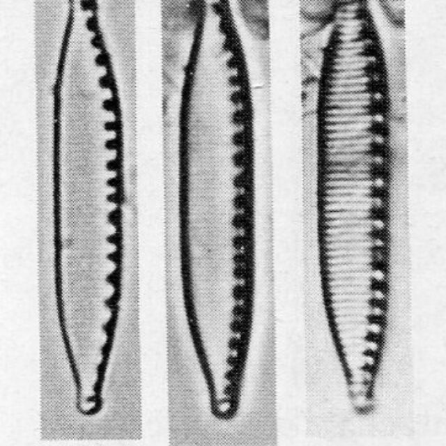 Nitzschia Perminuta Origimag001