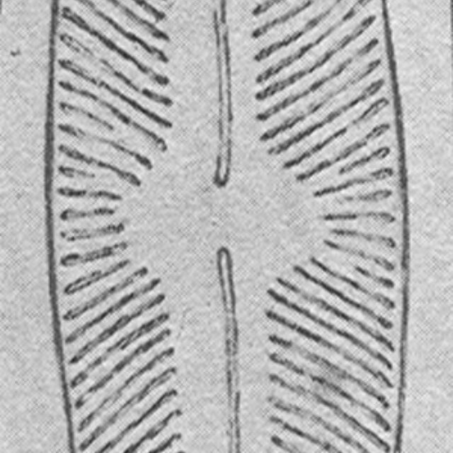 Nludlov Origimag