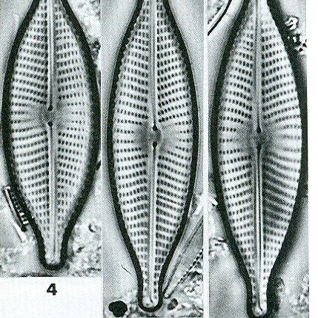 Nrhynchotella Origimage