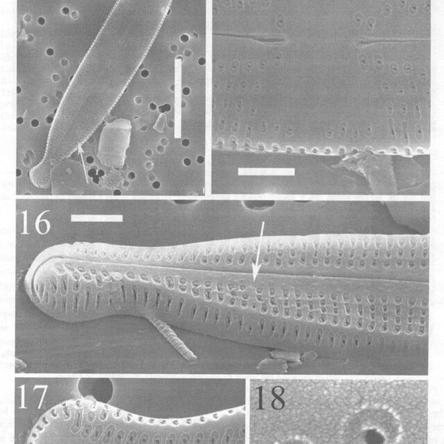 Nupela Potapovae Origimag2