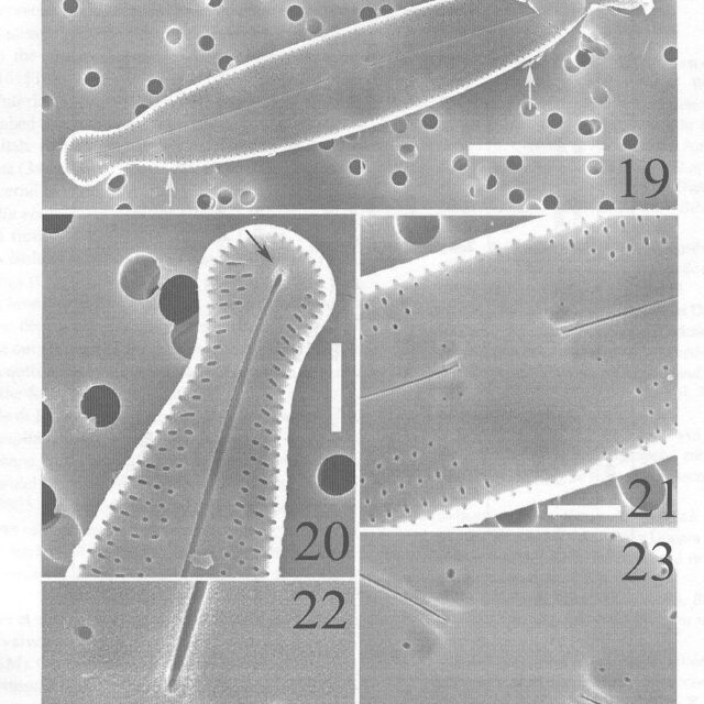 Nupela Potapovae Origimag3