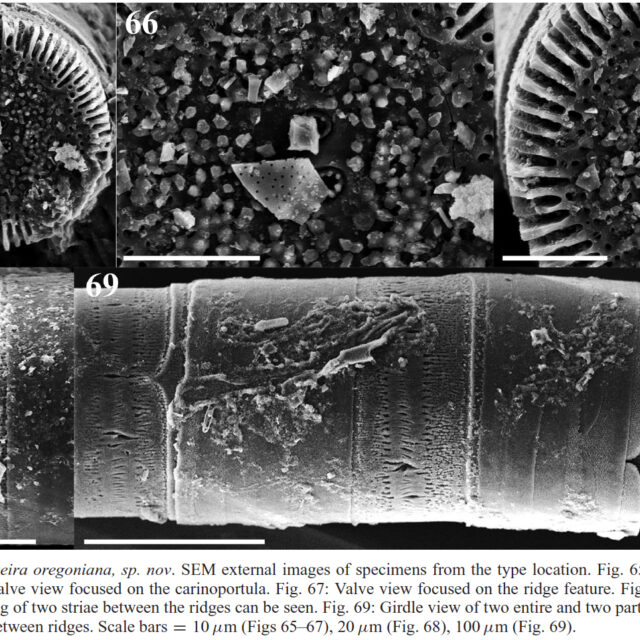 Orthoseira oregoniana orig illus 2