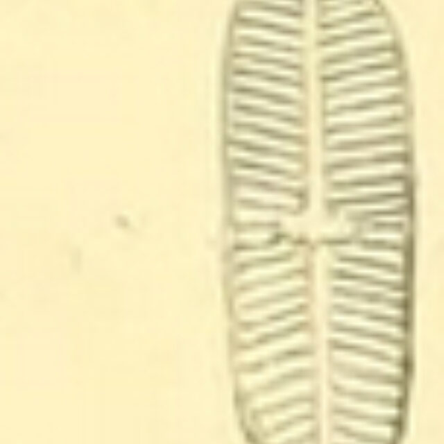 P  Elginensis Original Plate