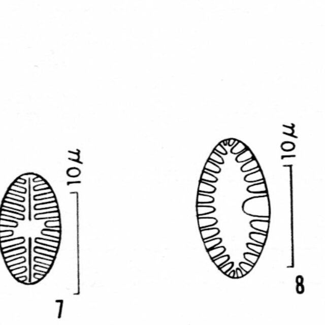 Plabbrev  Or Ill001