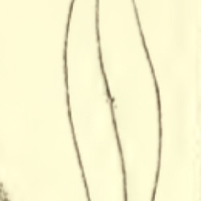 Plinflatum  Shadbolt1853  Fig9