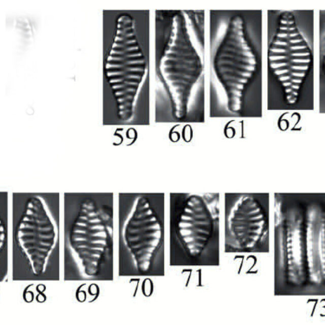 P Mimetica Orig Illus 1