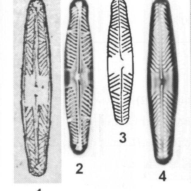 Pdivergent Origimag