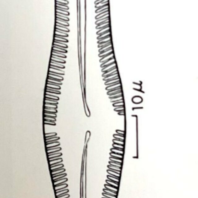 Pinnularia boyeri orig illus 1