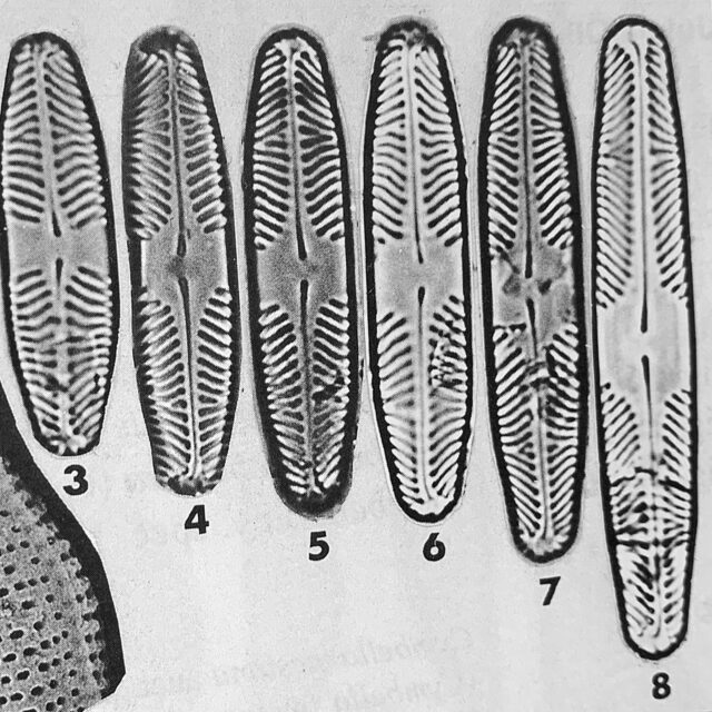 Pinnularia krammeri orig illus