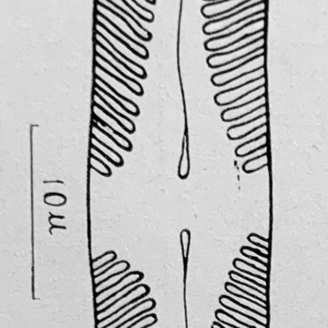 Pinnularia lacunicola orig illus