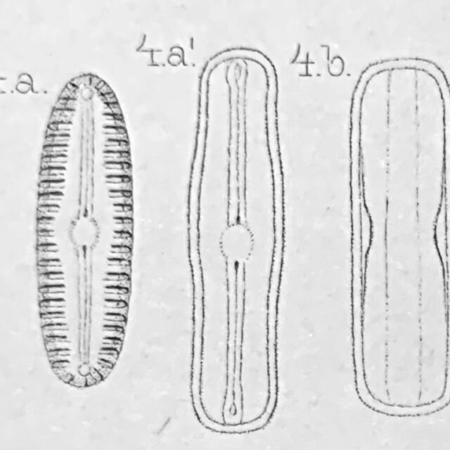 Pinnularia lagersedtii orig illus