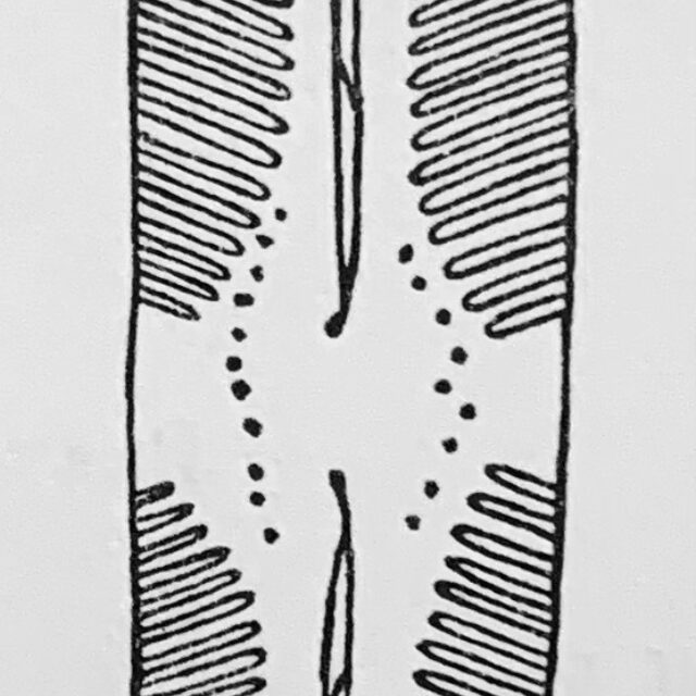 Pinnularia lailaensis orig illus