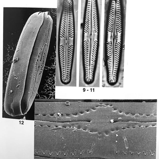 Pinnularia lunata orig illus