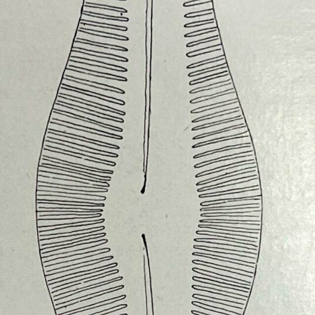 Pinnularia pulchella orig illus 1