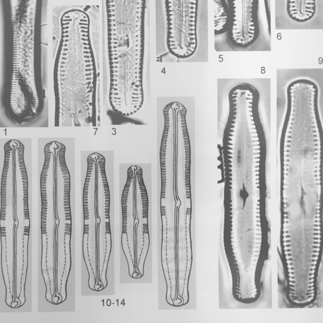 Pinnularia Scotica Orig Illus