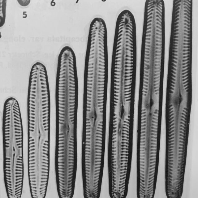 Pinnularia subcapitata var subrostrata orig illus