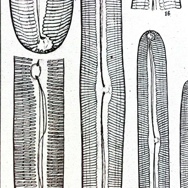 Pinnularia transversa orig illus2 1