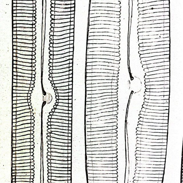 Pinnularia transversa orig illus 1