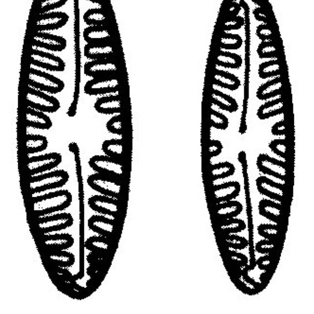 Pinnularia Borealis Lanceolata Origimag2002