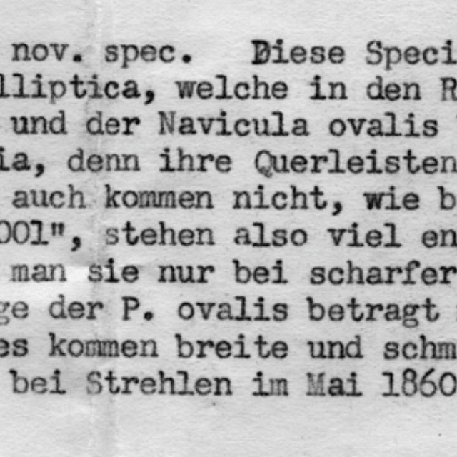 Pinnularia Ovalis Text