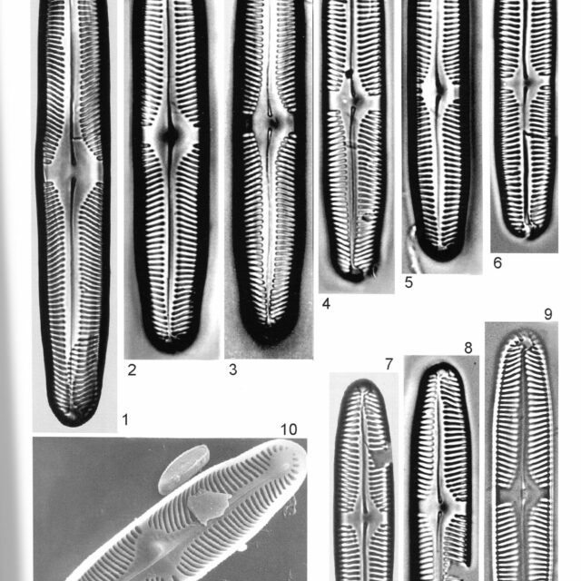 Pinnularia Rhombarea Origimag1001