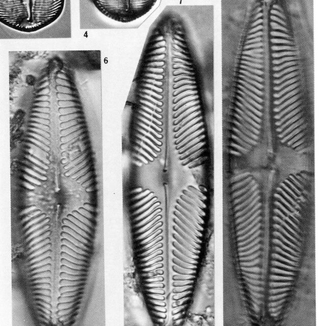 Pinnularia Suchlandtii Origimag2002