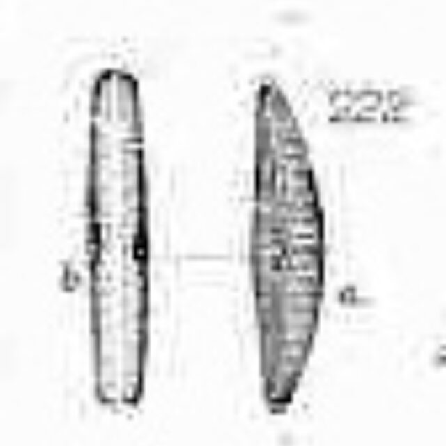 Plate Xxiii Fig 222  Smith1853